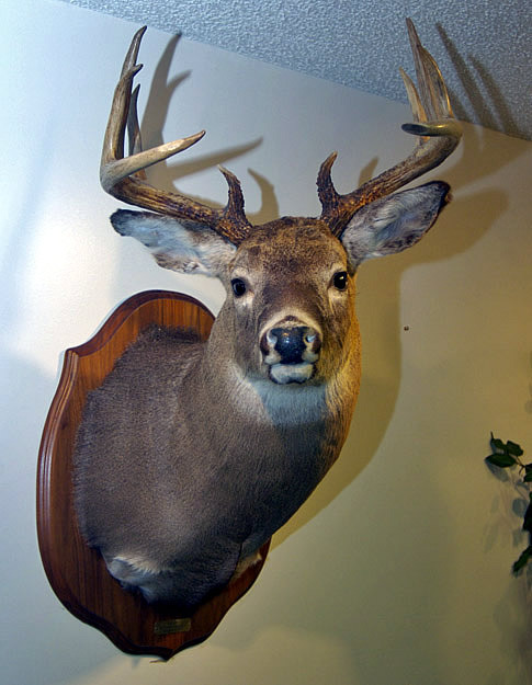 mounted deer head